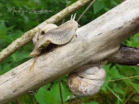 Wijngaardslak [Helix pomatia]